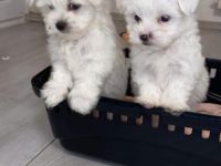 Hallo zusammen, wunderschöne und gesunde Malteserwelpen