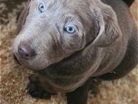 Dieser kleine Welpe sucht noch ein Zuhause. Beide