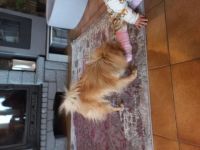 Pomeranian Zwergspitz Hündin 1.5 Jahre