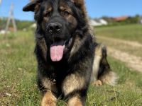 Vayana´s Shaya (Bones), Leider müssen wir uns von