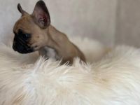 Hallo Bully Liebhaber, aus unserem Wurf haben wir noch