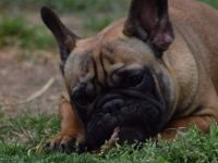 Golden Mary, Diese hübsche Maus, mit ruhigem Charakter,