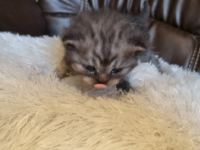 Unsere Amica hat am 18.04.2022 5 bezaubernde Kitten zur