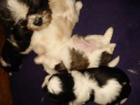 Drei Rüden suchen ein neues Zuhause, bei Abgabe sind