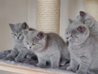 Am 01.03.2022 hat meine BKH Katze wunderschöne