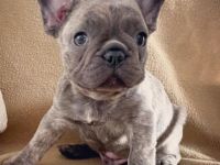 Aus erstklassiger Verpaarung durften wir am 19.03.22 3