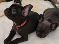 2 Franzosen aus dem Wurf suchen ab sofort ihre