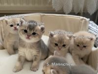 Hallo liebe Katzenfreunde, am 8. April 2022 kamen