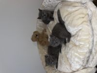 Hallo zusammen, Wir verkaufen unsere 3 Mädels. Wir