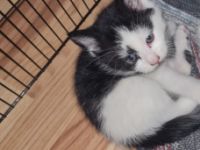 Ich suche noch eine tolle Familie mein Bruder und