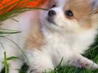 Die kleinen Welpen dürfen ab sofort in ein liebevolles