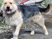 Hector ist ein stattlicher Mischlingsrüde der sich ein schönes passendes Zuhause wünscht...