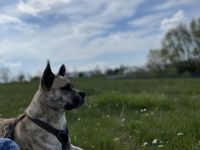 Rocco ist ein 3 Jahre alter Husky/Englisch Bulldogge