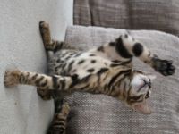 Hallo, Wor kleine süße reinrassige Kätzchen suchen ab