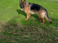Ava, Verkaufe eine junge reinrassige Schäferhündin ,