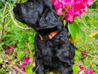 Unsere liebevolle Pudeldame mit Papieren und