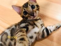 Die katzenbabys dürfen ab sofort besichtigt und mit