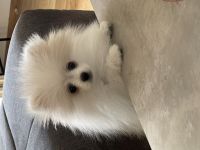 Hallo mein Name ist Ria und ich bin 3 Monate jung. Ich