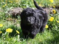 Hütehund Mix Welpen suchen Ihren Menschen... * Wir