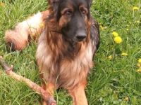 Großes 4,5 Jähriges langhaar Schäferhundmädchen sucht