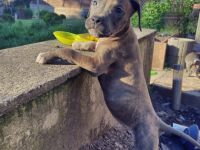 Unsere American Bully Welpen suchen ein Zuhause ! Am 6