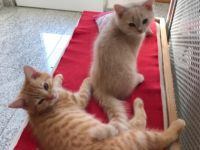 Hallo Katzenliebhaber. Aus dem Wurf unserer