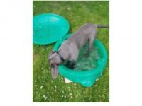 Ronja, Cane Corso Italiano