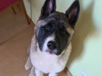 Aus gesundheitlichen Gründen muss icb meine reinrassige