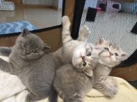 Guten Tag, unsere schöne Katze LUNA hat drei