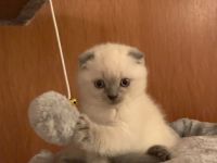 Hallo liebe Katzenliebhaber! Meine Mietze hat am 18.03