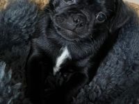 Hallo "Es ist soweit, dass die 4 Rüden in ein neues