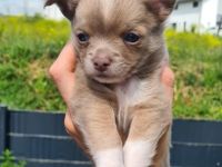 Unsere wunderschönen Babys sind da!! Unsere hübsche