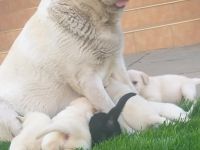 Unsere Hunde sind die große Leiden­schaft der ganzen