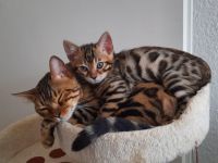 Aus einer traumhaften Verpaarung sind aus unserem