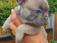 Unsere Französisch-Bulldogge-Welpen suchen ein neues