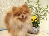 Biirdy, Birdy, ein sdehr kleines Mädchen, 19 cm, 1.800