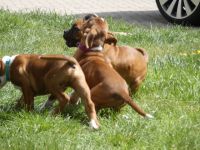 Am 17.03. wurden diese vier wunderschönen Boxerwelpen