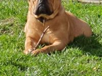 Continental Bulldoggen "Von der Verings Mühle"