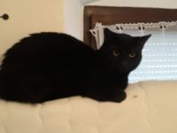 Black., Guten Tag, wir haben einen tiefschwarzen Kater