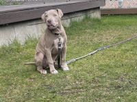 American Bulldog, Welpen