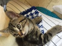 Hallo, ich bin der Putin Ich werde am 29. Mai 12 Wochen