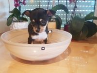 Am 23.03.2022 hat meine liebe Hündin einen Langhaar und