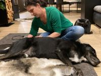 HANDanTIER - mobile Physiotherapie für Hund, Katze und Pferde