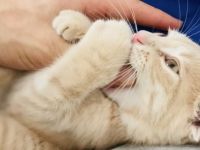 Milosch, Hier möchte ich einen ganz besonderen Kater