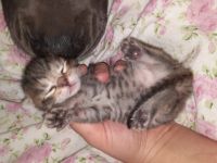 4 kerngesunde katzebabys (noch 3 Mädchen)geboren am 8