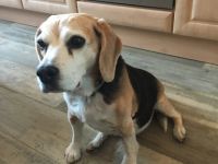 Biete Hundebetreuung