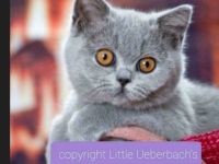 Wir haben bezaubernden BKH Nachwuchs in den Farben blau