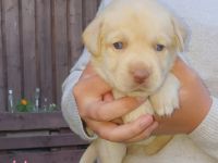 Am 25.04.2022 haben 7 kleine Fellnasen das Licht der