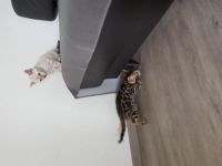 Hallo liebe Bengalfreunde, wir sind sehr erfahren