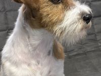 Wir planen für Frühling 2026 wieder einen Wurf Jack